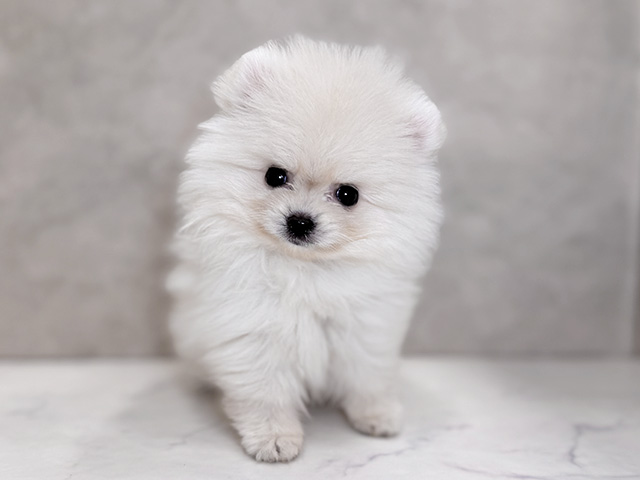 埼玉県のポメラニアン (ペッツファーストPETEMOレイクタウンmori店/2025年9月13日生まれ/女の子/クリーム)の子犬の1枚目の画像