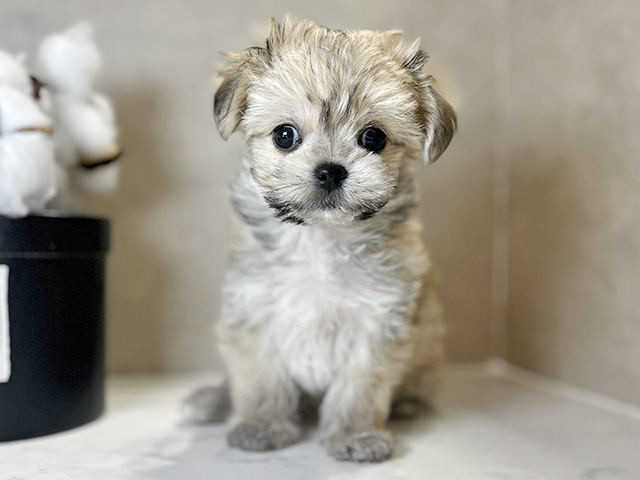 大阪府のチワマル/マルチワ(チワワ×マルチーズ) (ペッツファースト茶屋町店/2025年9月15日生まれ/女の子/レッドホワイト)の子犬