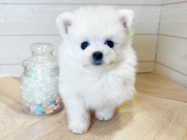 神奈川県のポメマル/マルポメ(ポメラニアン×マルチーズ) (ペッツファースト川崎店/2025年9月14日生まれ/男の子/クリームホワイト)の子犬