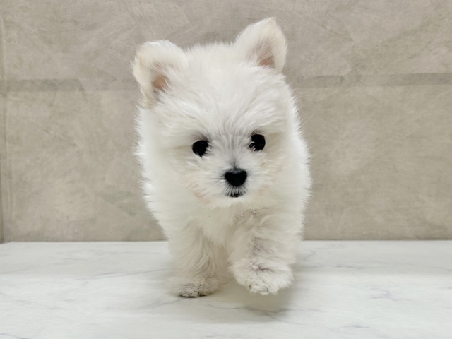 愛知県のポメマル/マルポメ(ポメラニアン×マルチーズ) (ペッツファースト一宮店/2025年9月14日生まれ/女の子/クリームホワイト)の子犬の1枚目の画像