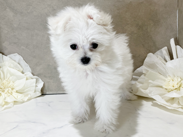 茨城県のポメマル/マルポメ(ポメラニアン×マルチーズ) (ペッツファースト土浦店/2025年9月14日生まれ/女の子/クリームホワイト)の子犬