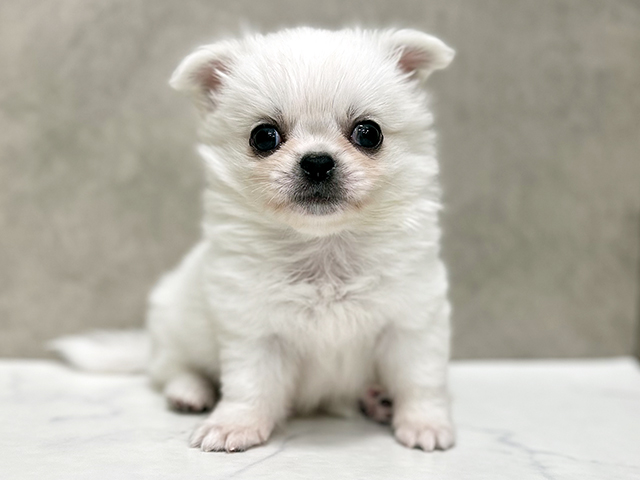 東京都のチワペキ/ペキチー/ペキチワ(チワワ×ペキニーズ) (ペッツファースト池袋店/2025年9月15日生まれ/男の子/ホワイト)の子犬