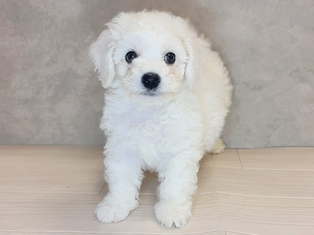 神奈川県のビションフリーゼ (ペッツファースト茅ヶ崎店/2025年9月15日生まれ/男の子/ホワイト)の子犬の1枚目の画像