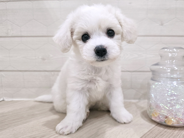 東京都のビションフリーゼ (ペッツファースト吉祥寺サンロード店/2025年9月15日生まれ/女の子/ホワイト)の子犬