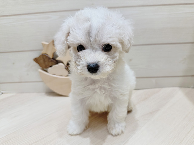 ビションフリーゼ