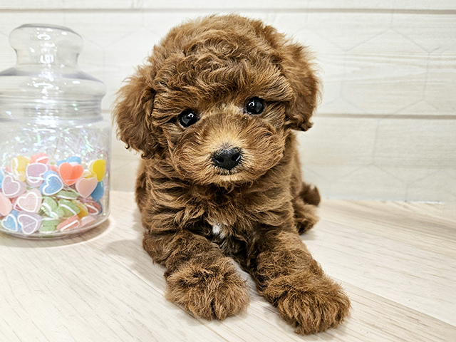 埼玉県のトイプードル(トイ) (ペッツファーストレイクタウン店/2025年9月14日生まれ/男の子/レッド)の子犬の1枚目の画像