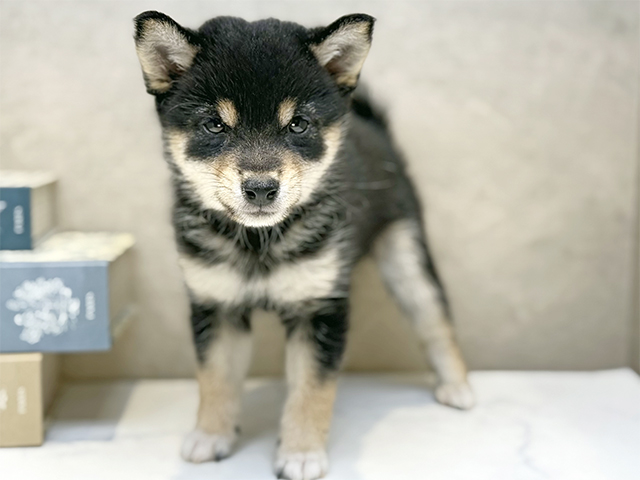 埼玉県の豆柴 (ペッツファースト川口店/2025年9月15日生まれ/女の子/黒)の子犬の1枚目の画像
