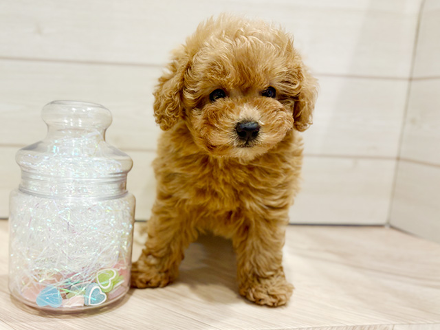 神奈川県のトイプードル(タイニー) (ペッツファースト川崎店/2025年9月13日生まれ/女の子/アプリコット)の子犬の1枚目の画像
