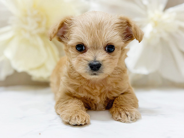 東京都のチワプー/プーチー(チワワ×プードル) (ペッツファースト恵比寿店/2025年9月15日生まれ/男の子/アプリコット)の子犬の1枚目の画像
