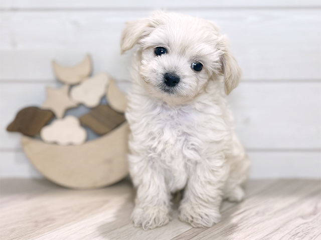 東京都のチワプー/プーチー(チワワ×プードル) (ペッツファースト吉祥寺本店/2025年9月15日生まれ/男の子/アプリコット)の子犬の1枚目の画像