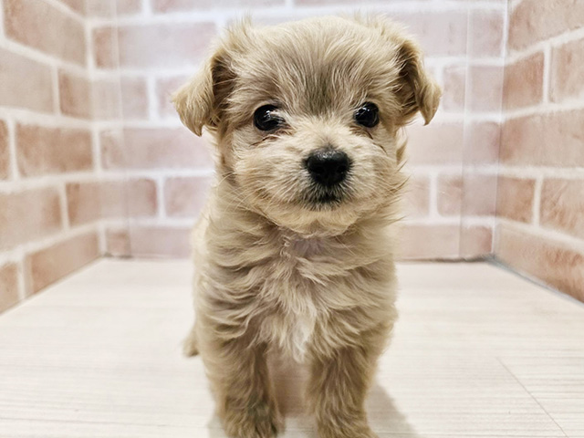 神奈川県のチワプー/プーチー(チワワ×プードル) (ペッツファースト秦野店/2025年9月15日生まれ/男の子/アプリコット)の子犬の1枚目の画像