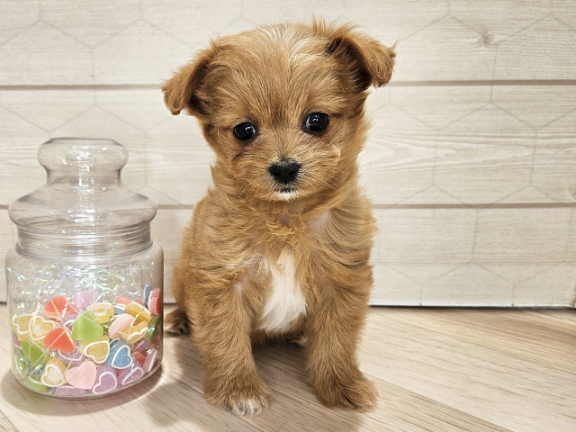 埼玉県のチワプー/プーチー(チワワ×プードル) (ペッツファーストレイクタウン店/2025年9月15日生まれ/女の子/アプリコット)の子犬の1枚目の画像