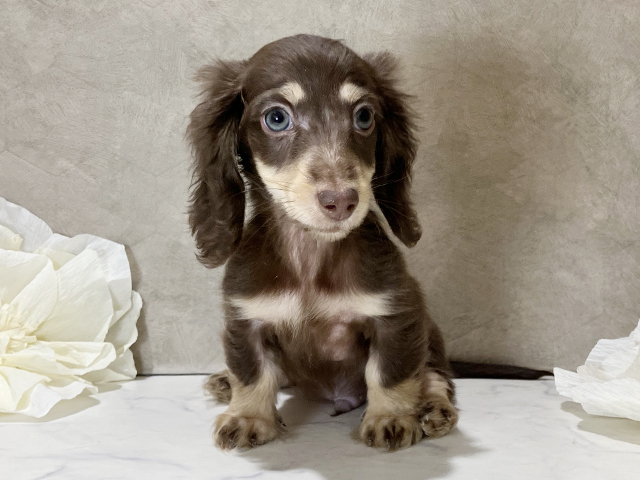 茨城県のミニチュアダックスフンド(ロング) (ペッツファースト土浦店/2025年9月14日生まれ/男の子/チョコレートイエロー)の子犬