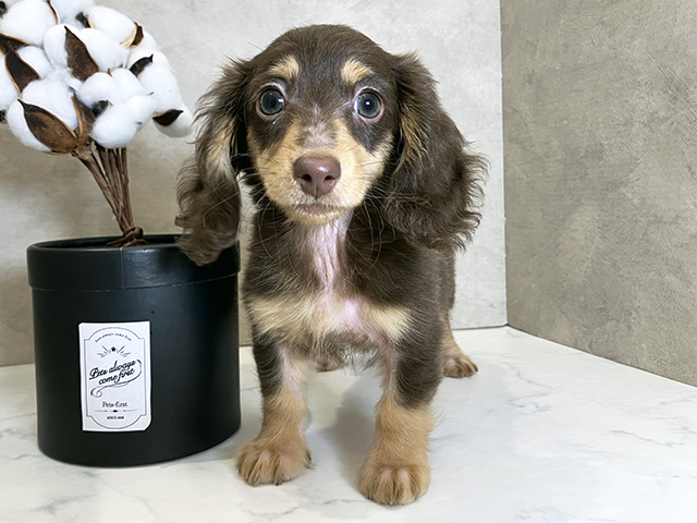 広島県のミニチュアダックスフンド(ロング) (ペッツファースト広島祇園店/2025年9月14日生まれ/女の子/チョコレートイエロー)の子犬