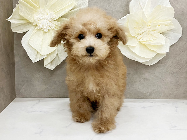 神奈川県のトイプードル(トイ) (ペッツファースト久里浜店/2025年9月15日生まれ/男の子/レッド)の子犬