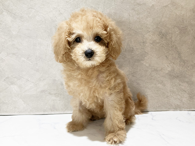 茨城県のトイプードル(トイ) (ペッツファースト土浦店/2025年9月15日生まれ/女の子/レッド)の子犬