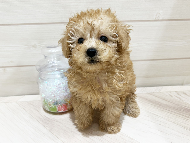 トイプードル