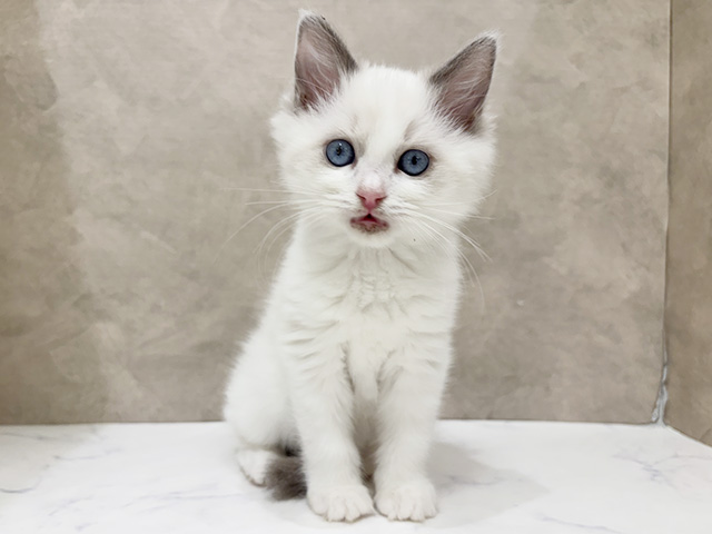 東京都のラグドール (ペッツファーストららぽーと立川立飛店/2025年9月15日生まれ/女の子/ブルーポイントバイカラー)の子猫の1枚目の画像
