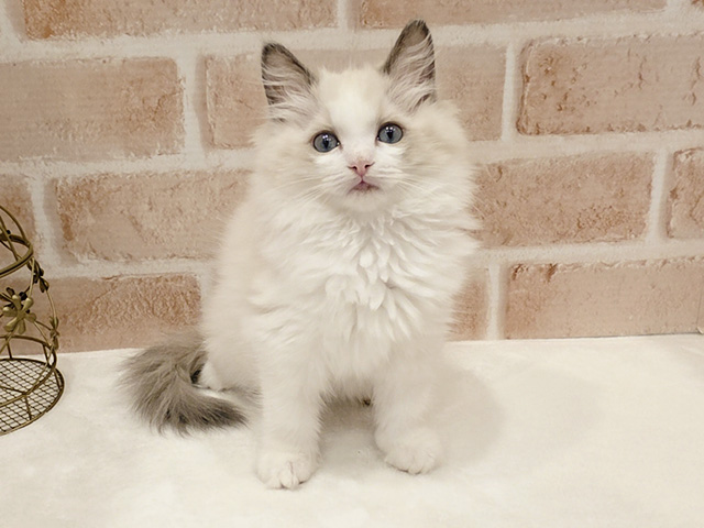 東京都のラグドール (ペッツファースト広尾店/2025年9月15日生まれ/女の子/ブルーポイントバイカラー)の子猫