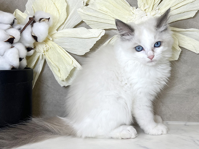 兵庫県のラグドール (ペッツファースト神戸三宮センター街店/2025年9月15日生まれ/女の子/ブルーポイントバイカラー)の子猫