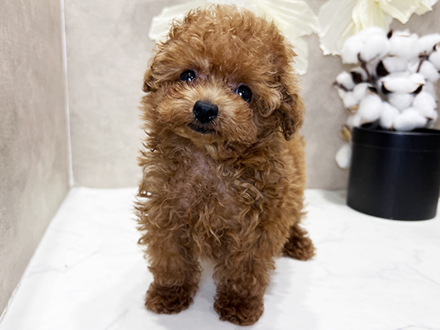 トイプードル