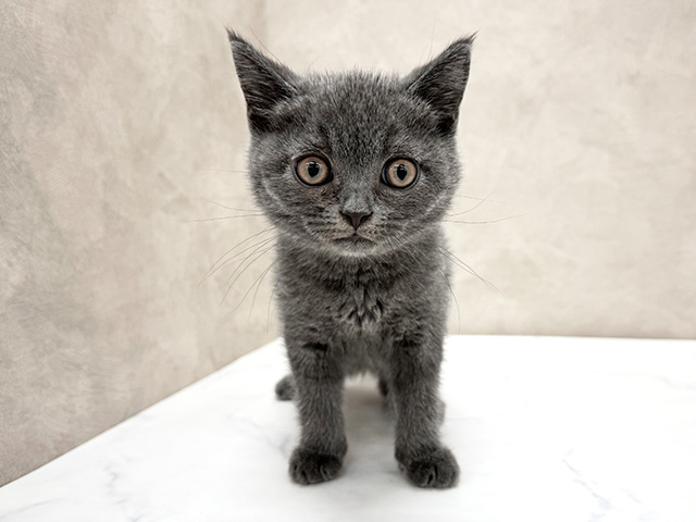 東京都のブリティッシュショートヘアー (ペッツファースト八王子多摩美大前店/2025年9月14日生まれ/男の子/ブルー)の子猫の1枚目の画像