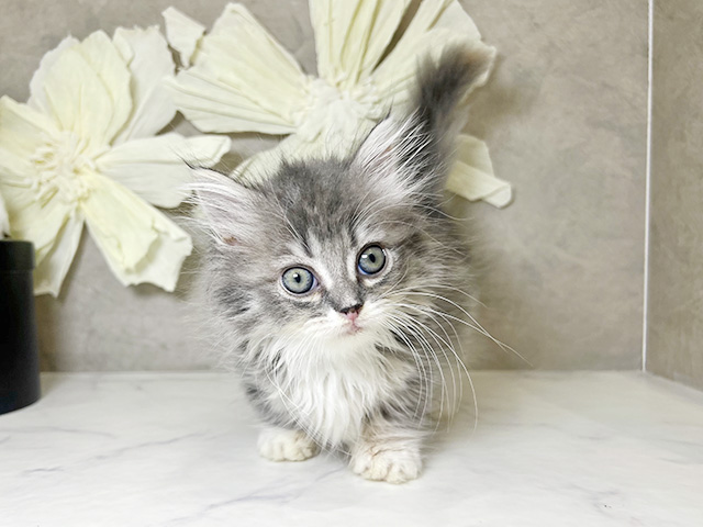 兵庫県のミヌエット (ペッツファースト神戸三宮センター街店/2025年9月15日生まれ/女の子/ブルーパッチドタビーホワイト)の子猫