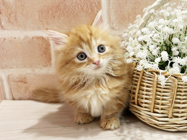 東京都のミヌエット (ペッツファースト町田店/2025年9月15日生まれ/女の子/レッドタビー)の子猫の1枚目の画像