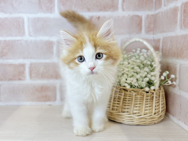 大阪府のサイベリアン (ペッツファースト北心斎橋店/2025年9月12日生まれ/男の子/レッドタビーホワイト)の子猫の1枚目の画像