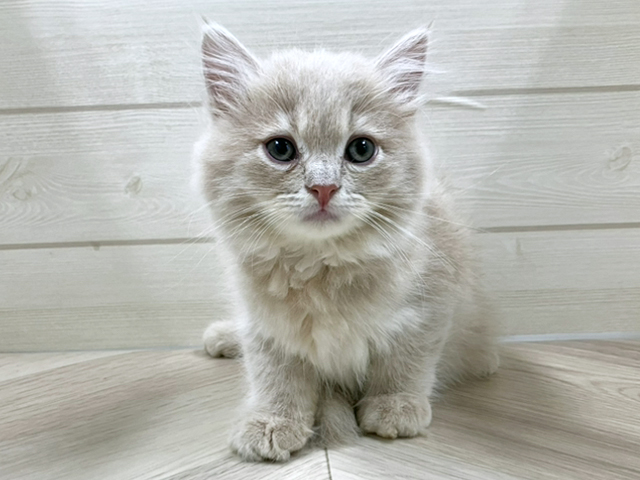 埼玉県のサイベリアン (ペッツファースト春日部店/2025年9月13日生まれ/女の子/クリームタビー)の子猫の1枚目の画像