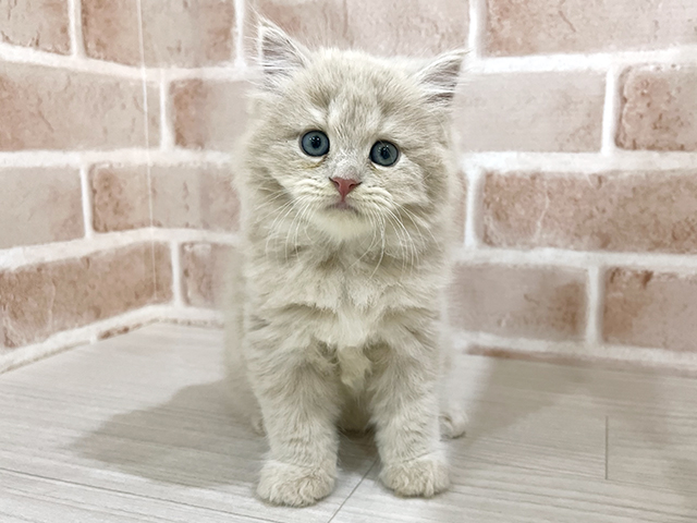 神奈川県のサイベリアン (ペッツファーストfor cats横浜元町店/2025年9月13日生まれ/男の子/クリームタビー)の子猫の1枚目の画像