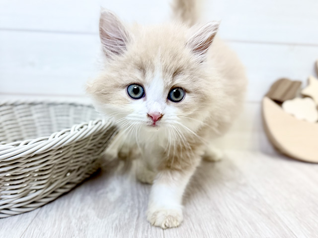 愛知県のラガマフィン (ペッツファースト大高店/2025年9月15日生まれ/男の子/クリームタビーホワイト)の子猫の1枚目の画像