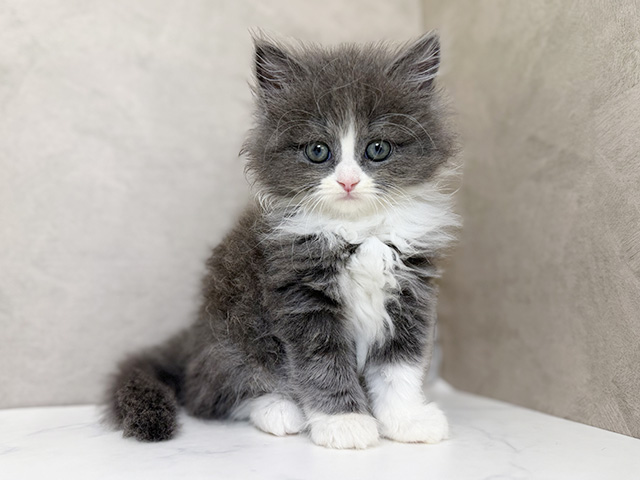 東京都のラガマフィン (ペッツファーストららぽーと立川立飛店/2025年9月14日生まれ/男の子/ブルーホワイト)の子猫の1枚目の画像