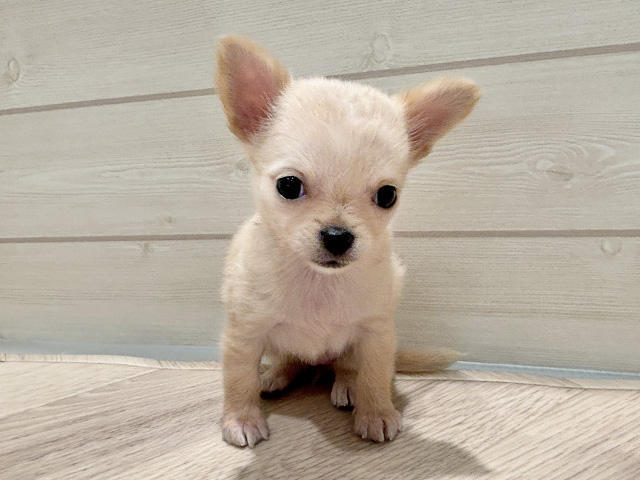 東京都のチワワ(ロング) (ペッツファースト豊洲店/2025年9月14日生まれ/女の子/クリーム)の子犬の1枚目の画像