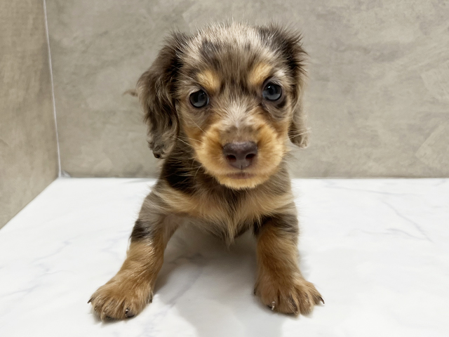 福岡県のミニチュアダックスフンド(ロング) (ペッツファースト福津店/2025年9月15日生まれ/男の子/チョコレートダップル)の子犬の1枚目の画像