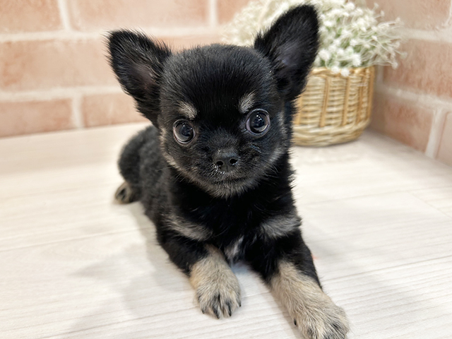 東京都のチワワ(ロング) (ペッツファースト町田店/2025年9月15日生まれ/男の子/ブラックタン)の子犬の1枚目の画像