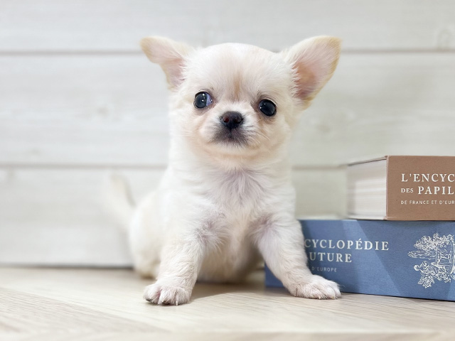 大阪府のチワワ(ロング) (ペッツファースト梅田店/2025年9月15日生まれ/男の子/クリーム)の子犬の1枚目の画像