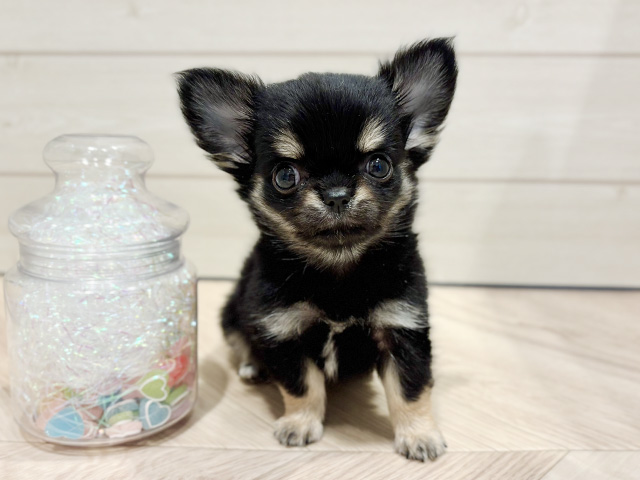 神奈川県のチワワ(ロング) (ペッツファースト川崎店/2025年9月15日生まれ/女の子/ブラックタン)の子犬の1枚目の画像