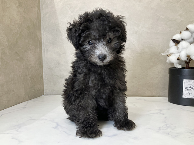 東京都のトイプードル(タイニー) (ペッツファーストららぽーと立川立飛店/2025年9月14日生まれ/女の子/シルバー)の子犬