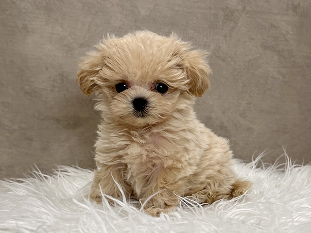東京都のペキプー(ペキニーズ×プードル) (ペッツファースト青山店/2025年9月16日生まれ/女の子/アプリコット)の子犬