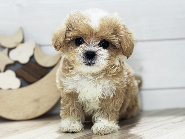 東京都のペキプー(ペキニーズ×プードル) (ペッツファースト吉祥寺本店/2025年9月16日生まれ/女の子/アプリコットホワイト)の子犬の1枚目の画像