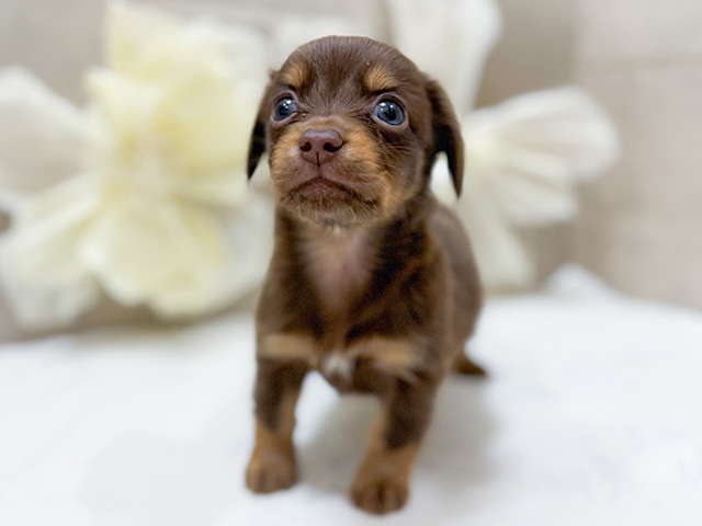 東京都のチワックス(チワワ×ダックス) (ペッツファースト恵比寿店/2025年9月16日生まれ/男の子/チョコレートタン)の子犬の1枚目の画像