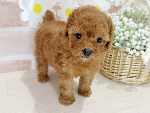 鹿児島県のトイプードル(タイニー) (ペッツファースト鹿児島店/2025年9月16日生まれ/女の子/レッド)の子犬の1枚目の画像