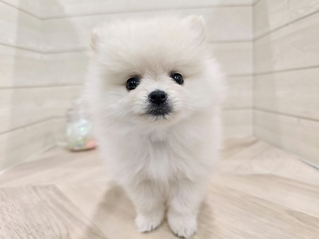 東京都のポメラニアン (ペッツファースト吉祥寺サンロード店/2025年9月15日生まれ/女の子/クリーム)の子犬の1枚目の画像