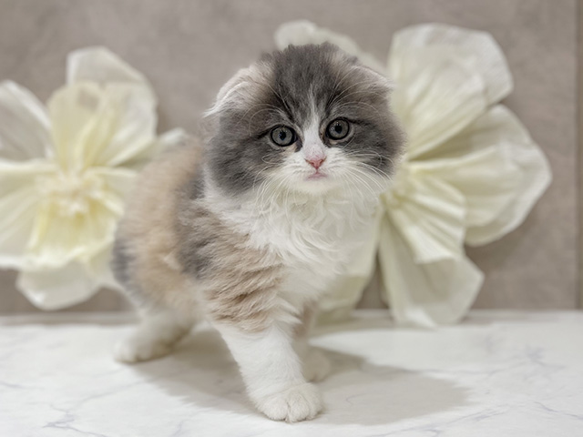 東京都のフォールデックス (ペッツファースト新宿店/2025年9月13日生まれ/女の子/ダイリュートキャリコ)の子猫の1枚目の画像