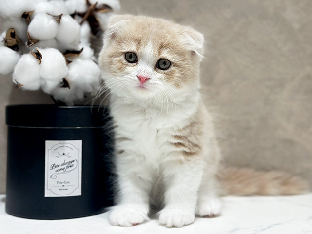 東京都のスコティッシュフォールド (ペッツファースト代官山店/2025年9月12日生まれ/男の子/クリームタビーホワイト)の子猫の1枚目の画像