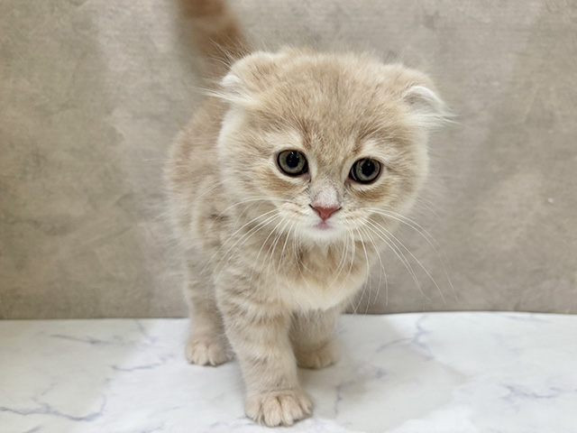 東京都のスコティッシュフォールド (ペッツファーストららぽーと立川立飛店/2025年9月12日生まれ/男の子/クリームタビー)の子猫の1枚目の画像