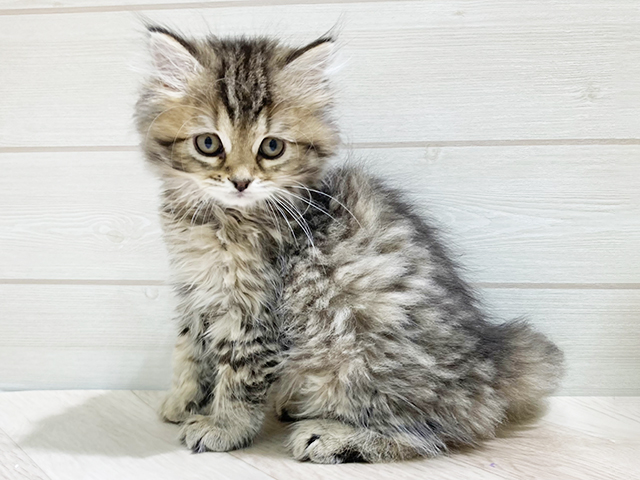 福岡県のサイベリアン (ペッツファースト福岡天神店(c)/2025年9月13日生まれ/女の子/ブラウンパッチドタビー)の子猫の1枚目の画像