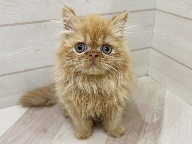 福岡県のエキゾチック (ペッツファースト福岡天神店(c)/2025年9月12日生まれ/女の子/レッドタビー)の子猫の1枚目の画像