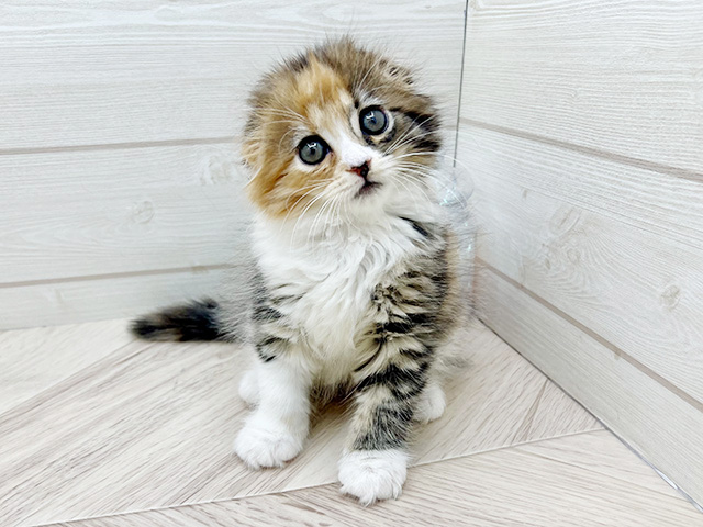 東京都のスコティッシュフォールド (ペッツファースト渋谷店/2025年9月13日生まれ/女の子/ブラウンパッチドタビーホワイト)の子猫